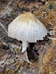 20261021_132150.thumb.jpg.63fd29ec867f79b65d9581a3d1025dbb.jpg