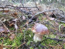 20261025_162407.thumb.jpg.89627a8855e2d0bf235c25ba1d281593.jpg