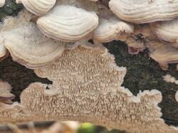 20261027_104909.thumb.jpg.5294730c7041d7c74a1fec2d90024960.jpg