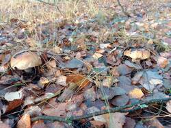 IMG_20261016_081646[1].jpg