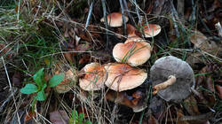 2109242734__-_Hypholoma_lateritium.thumb.JPG.c9c5872c2543d1ad9bd79bfa7653ad48.JPG