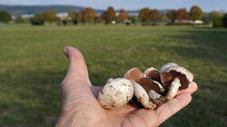 220174196__Agaricuscampestris__2026_1020.thumb.JPG.b471e3313cacc0ba3c0b317b4946935e.JPG