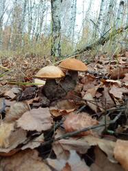 IMG_20261018_082952[1].jpg