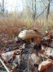 IMG_20261013_130912[1].jpg