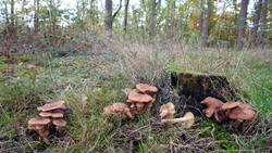 239173468___Armillaria_ostoyae_1.thumb.JPG.4d14364bfb8350967b5d8cf9fddd259f.JPG