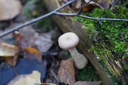 279138819_26-10-07(4).thumb.JPG.2b50d2d47f312edc89d4c98777e5bc43.JPG
