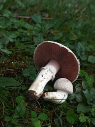 322459601_Agaricuscampestris.thumb.JPG.91a194e07464c369667272bd259760cf.JPG
