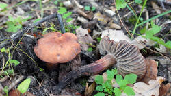 327593583_Gymnopusfusipe_20261016.thumb.jpg.4e88940674e590f1ac08755cf791f858.jpg