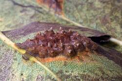 Gymnosporangium﻿ _sabinae_PSA_20261013-03.jpg
