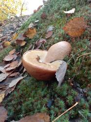 IMG_20261002_073139[1].jpg