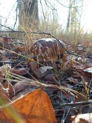 IMG_20261013_135859[1].jpg