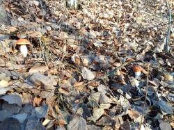 IMG_20261020_082700[1].jpg