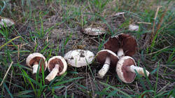436396864__Agaricus_campestris__20261020.thumb.JPG.53d03037cec2a1509e2c35762deed878.JPG