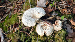 458310508___Neolentinus_lepideus.thumb.JPG.3304ed47bd4035f280e4c61699c92e68.JPG