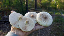 478065294_Macrolepiotamastoidea_AWP_2026_10_14.thumb.JPG.edfa82a7d3f4dec2115682d888cf38e9.JPG