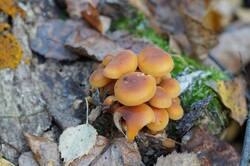 484149711_26--(5).thumb.JPG.ded9b3ed8021c8cd0efd223645791a01.JPG