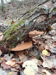 IMG_20261002_085119[1].jpg