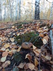 IMG_20261010_071353[1].jpg
