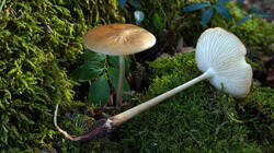 575813606___Xerula_radicata_.thumb.JPG.6ec655d0fbfe24c9cc12958d83640a7a.JPG