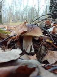 IMG_20261021_080306[1].jpg