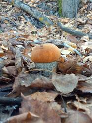 IMG_20261020_092953[1].jpg
