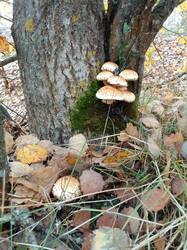 IMG_20261009_082628[1].jpg