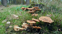659864297___Armillaria_ostoyae_2.thumb.JPG.bad7f7db8a4a678e2f786f864f5359f7.JPG