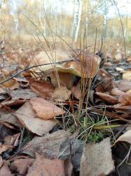 IMG_20261016_154344[1].jpg