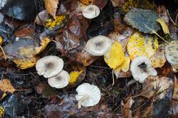 710246478_26-10-15-(1).thumb.JPG.14be6f3023bfca13a097f23660563729.JPG