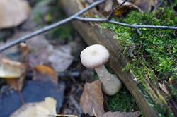 711047302_26--(7).thumb.JPG.936c80a70ad84a3a340db736bc88580d.JPG