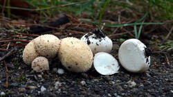 718689230_Vascellumpratense_sp_.thumb.JPG.d3e78e249e4bb751e68a6c207c40ece1.JPG