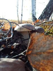IMG_20261013_133604[1].jpg