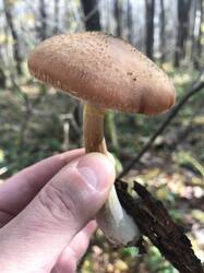 756878796_IMG_64351.thumb.JPG.2896abab3d39c3fd5fefdd6f23c48538.JPG