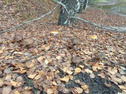 IMG_20261002_080417[1].jpg