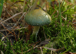 7B5A5891.JPG