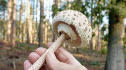 803494622_Macrolepiotaprocera__2026.thumb.JPG.94674f411fee058b62a942e1c832a055.JPG