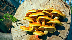 80996986___Pholiota_aurivella_.thumb.jpg.36599d6fb002efb642bbaadfeefdbe34.jpg