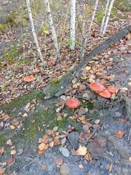 IMG_20261007_084911[1].jpg