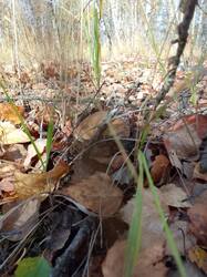 IMG_20261010_090731[1].jpg