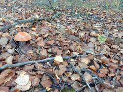 IMG_20261007_090113[1].jpg