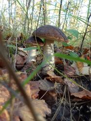 IMG_20261007_162228[1].jpg