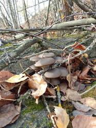 IMG_20261017_112611[1].jpg
