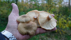 913635619_Armillariamellea_4.thumb.JPG.46a88795adf6d9cd2c0dde57bd89b71e.JPG
