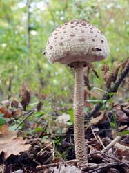 930129613_Macrolepiotaprocera_.thumb.JPG.6b2716f0c907e812327a2d5d6eb0773d.JPG