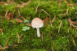 948849394_26-10-17(1).thumb.JPG.4c5ea6b391d520a88adf875391179f0b.JPG