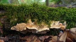 982525323___Trametes_trogii.thumb.JPG.1e3426fdcfcd4e771dc56a9ba827b530.JPG