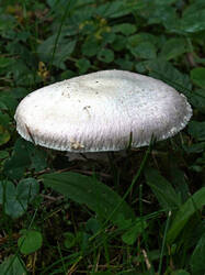 Agaricus_campestris.thumb.JPG.749a5f2d5ce3c78b8062e6afb783ab8b.JPG