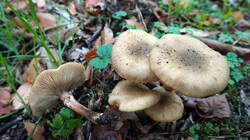 Armillaria_mellea_1.thumb.JPG.9f1856a6df2d2121aff40c4025f95355.JPG