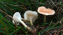 Clitocybe_gibba_sp.thumb.JPG.fb328fa39359d65e43fd5aacaad691e5.JPG