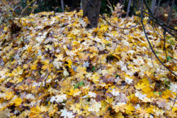 D73A8505.PNG